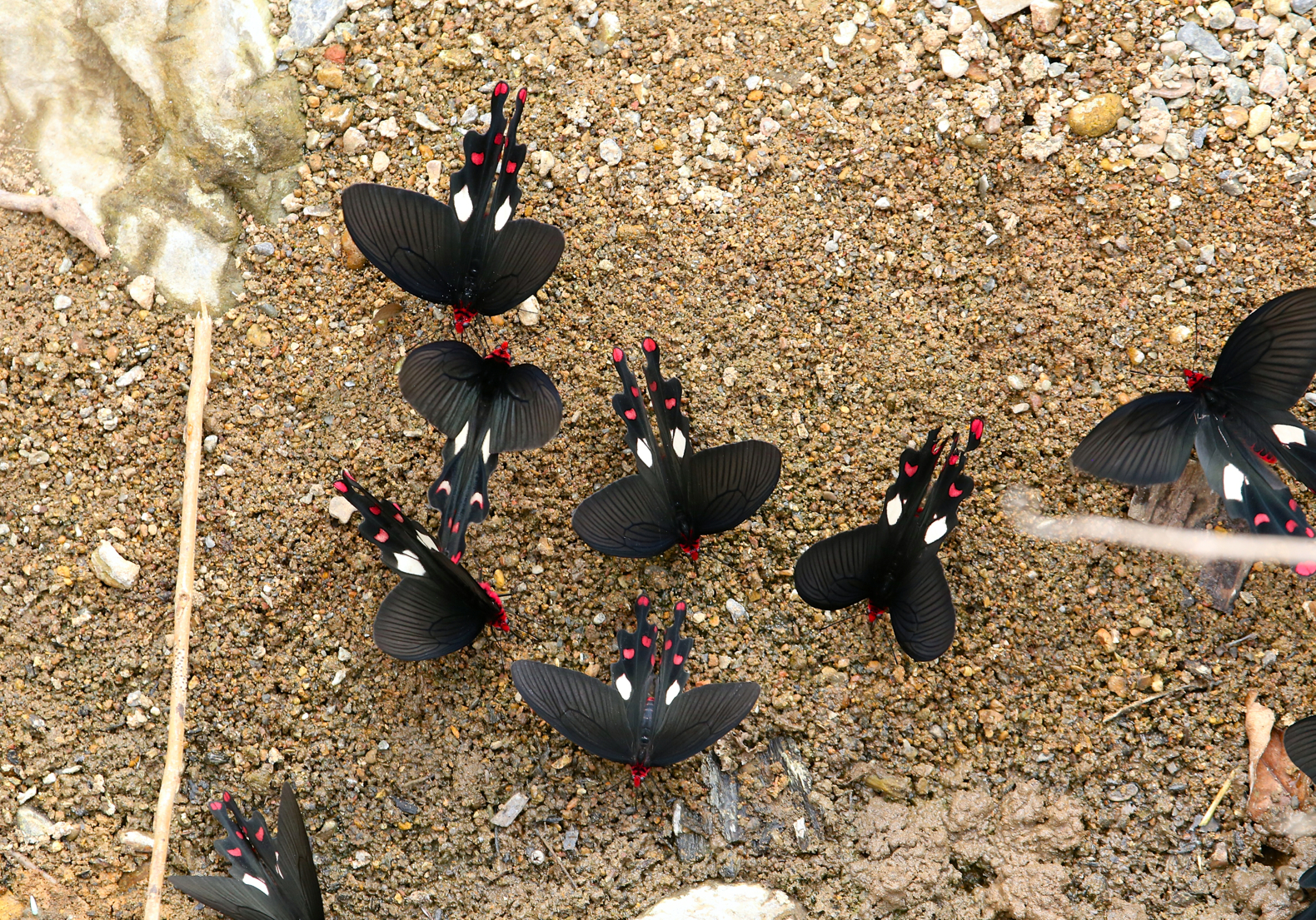 papilionidae, ผีเสื้อ, chiangdao, ประเทศไทย, ผีเสื้อกลางคืน, สามัญ, atrophaneurapolyeuctes