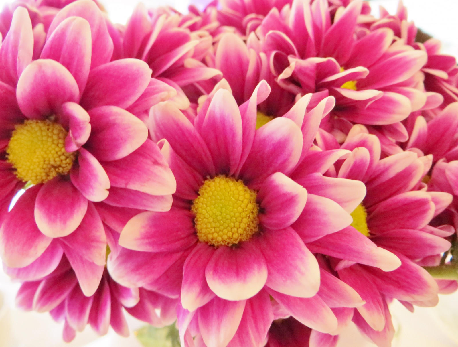 lyserød, blomster, hed, natur, smuk, dOF, lyse, smukke, detaljer, rig, blomster, eksplosion, natura, fancy, betagende, flok, buket, fiori, delikat, slående, belli, bellissimi, flasy, prettypinkexplosion