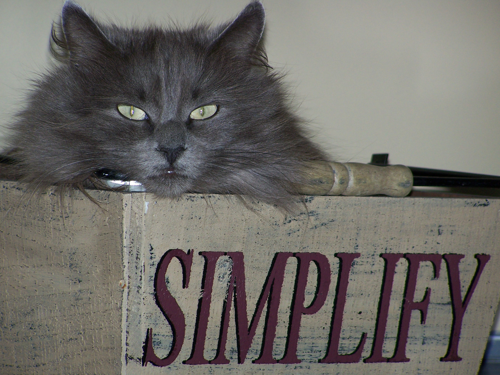 kočka, malé až středně velké kočky, savec, kočka jako savci, kníry, fauna, čenich, domácí krátké vlasy kočka, photo caption, domácí dlouhé vlasy kočka, Nebelung, carnivoran, kotě, Norská lesní kočka