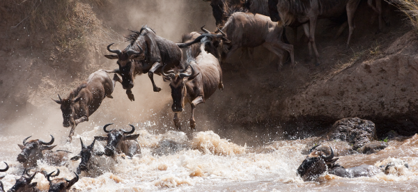 wildebeest,nature,animals,Masai Mara,river delta,water