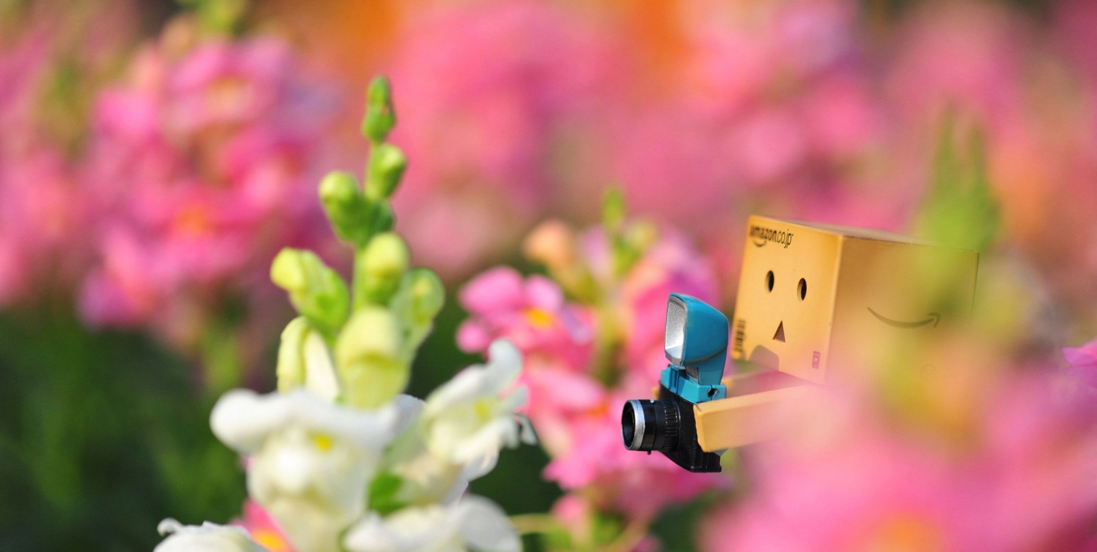Sfondi Danboard Fiori Solitudine Macchina Fotografica 2557x1287 