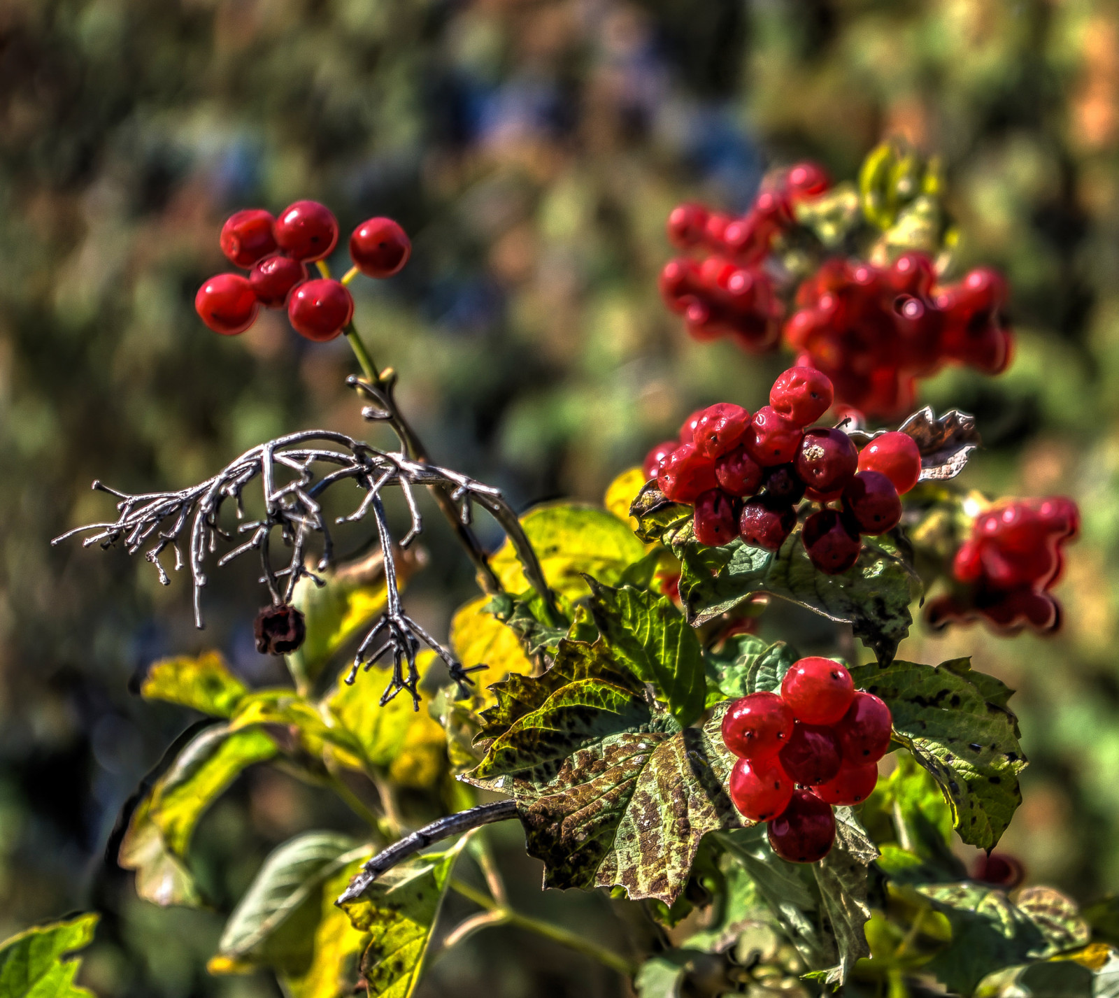 krajina, jídlo, zahrada, Příroda, Červené, park, větev, ovoce, květ, 2015, jeřáb, strom, podzim, list, květ, rostlina, bobule, flóra, divoká rostlina, vyrobit, botanika, suchozemská rostlina, kvetoucí rostlina, keř, makro fotografie, šípek, brusinkový