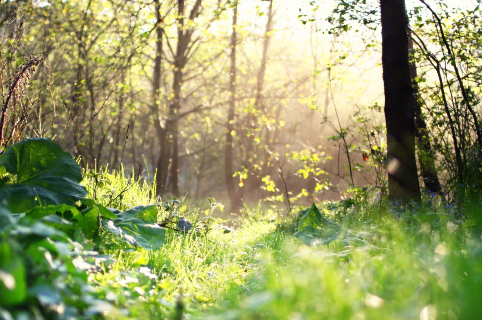 壁纸 森林 树木 草 露 地板 Canon50d 50d Ef35mmf2 Andrewlee1967 阳光 早上 蓝铃 Dof Bardsleyvale Mywinners 安德鲁利1600x1062 电脑桌面壁纸 Wallhere 壁纸库