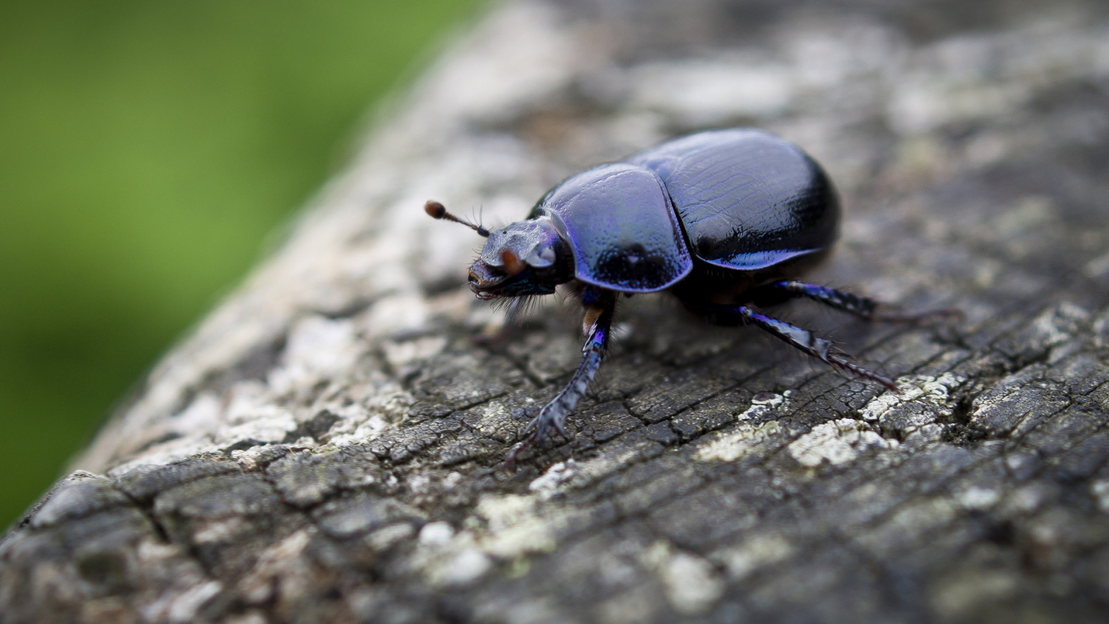 Sfondi animali, natura, insetto, coleotteri, Scarabeo stercorario, scarafaggio, fiore, fauna Sfondi animali, natura, insetto, coleotteri, Scarabeo stercorario, scarafaggio, fiore, fauna