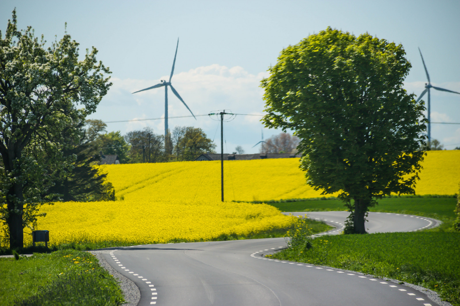 slunečnímu záření, krajina, tráva, pole, silnice, zelená, žlutý, vítr, řepkového, strom, květ, rostlina, sk ne, venkov, nárazy, f lt, landskap, řepka, rapefield, VAG, venkov, dřevina, brassica, hořčice závod