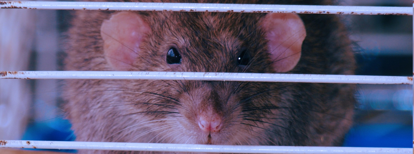 Wallpaper animals, nose, rats, hamster, cages, rodent, mammal