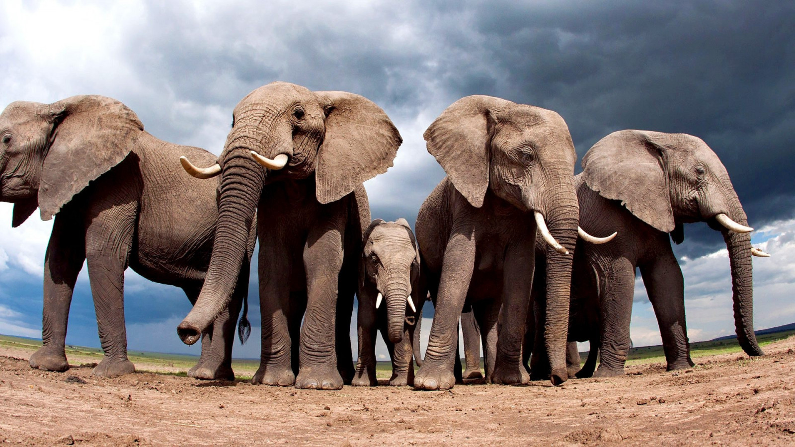 krajina, zvěř, Příroda, písek, mraky, Volně žijících živočichů, zoologická zahrada, slon, objektiv s rybím okem, kel, Safari, stádo, fauna, savec, 1920x1080 px, čenich, organismus, sloni, sloni a mamuti, slon indický, slon africký, terrestrial animal