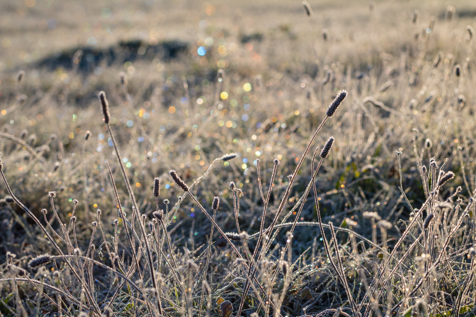 Příroda, tráva, pole, makro, Studený, mráz, Volně žijících živočichů, divočina, tundra, step, mokřadní, podzim, list, květ, lučina, rostlina, flóra, makro, natur, s dersl tt, kallt, louka, fauna, divoká rostlina, trávník, prérie, bažina, místo výskytu, přírodní prostředí, ekosystém, tráva rodina, Phragmites