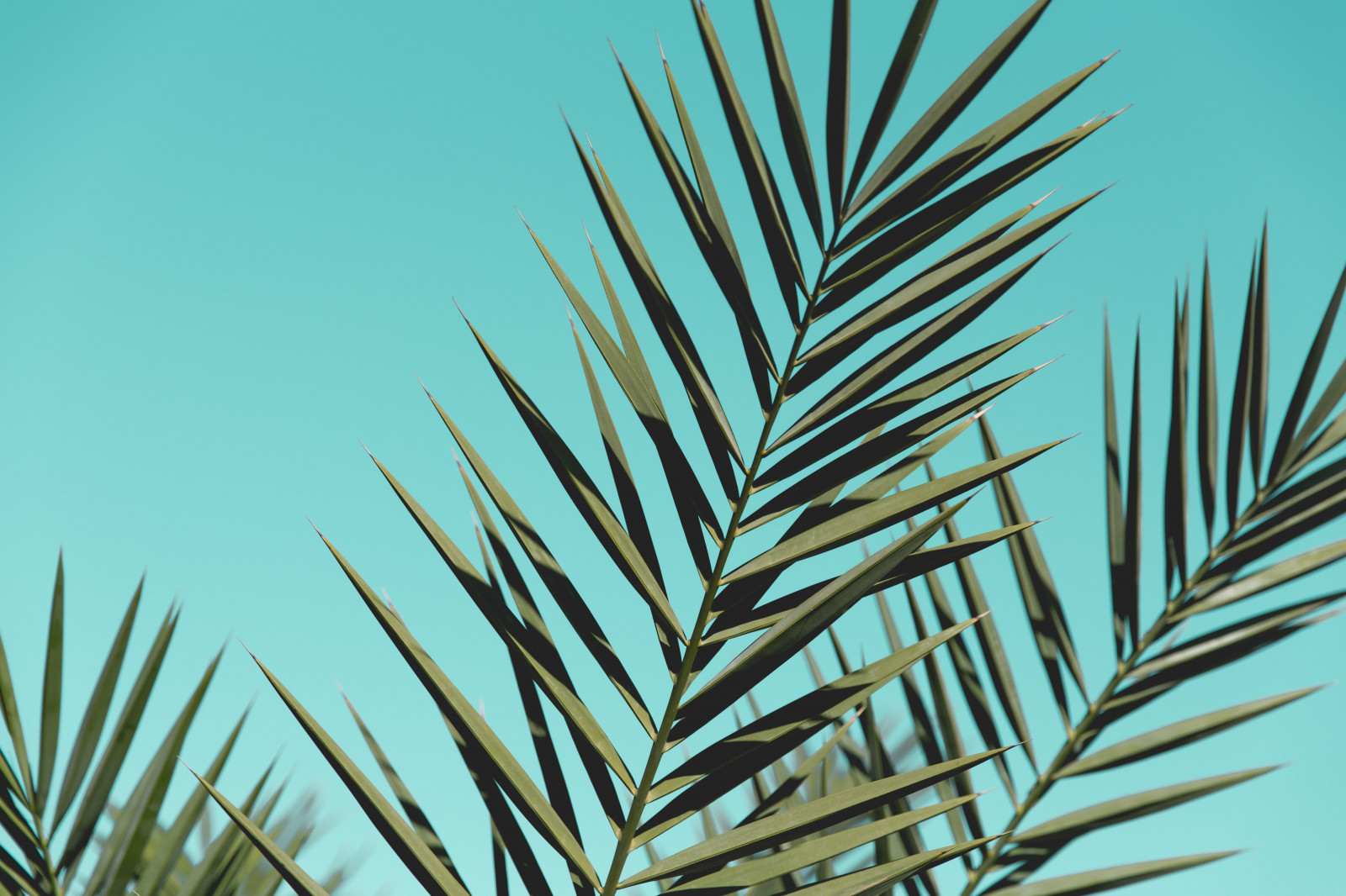 Wallpaper : green, plants, leaves, clear sky, nature 5760x3840 ...