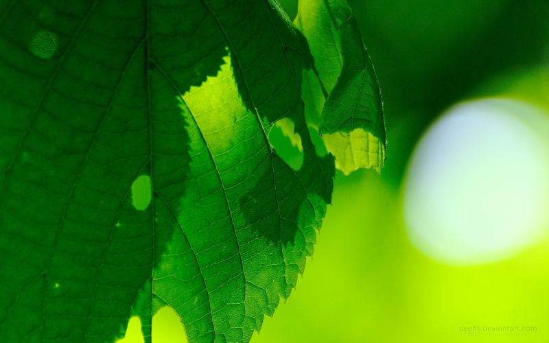 sunlight, leaves, nature, plants, photography, macro sunlight, leaves, nature, plants, photography, macro