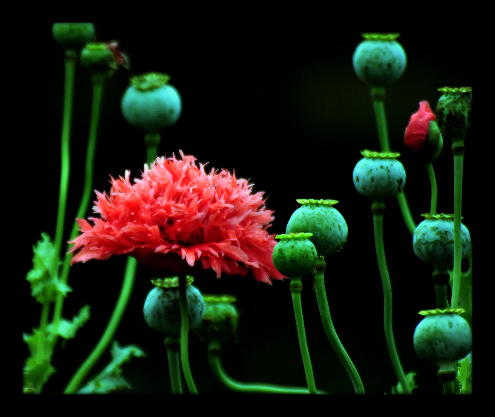 zelená, květy, růžový, flickr, květ, rostlina, fotografie, flóra, de, okvětní lístek, rosa, foto, cor, počítač tapeta, kvetoucí rostlina, makro fotografie, závod stonek, organismus, serlunar