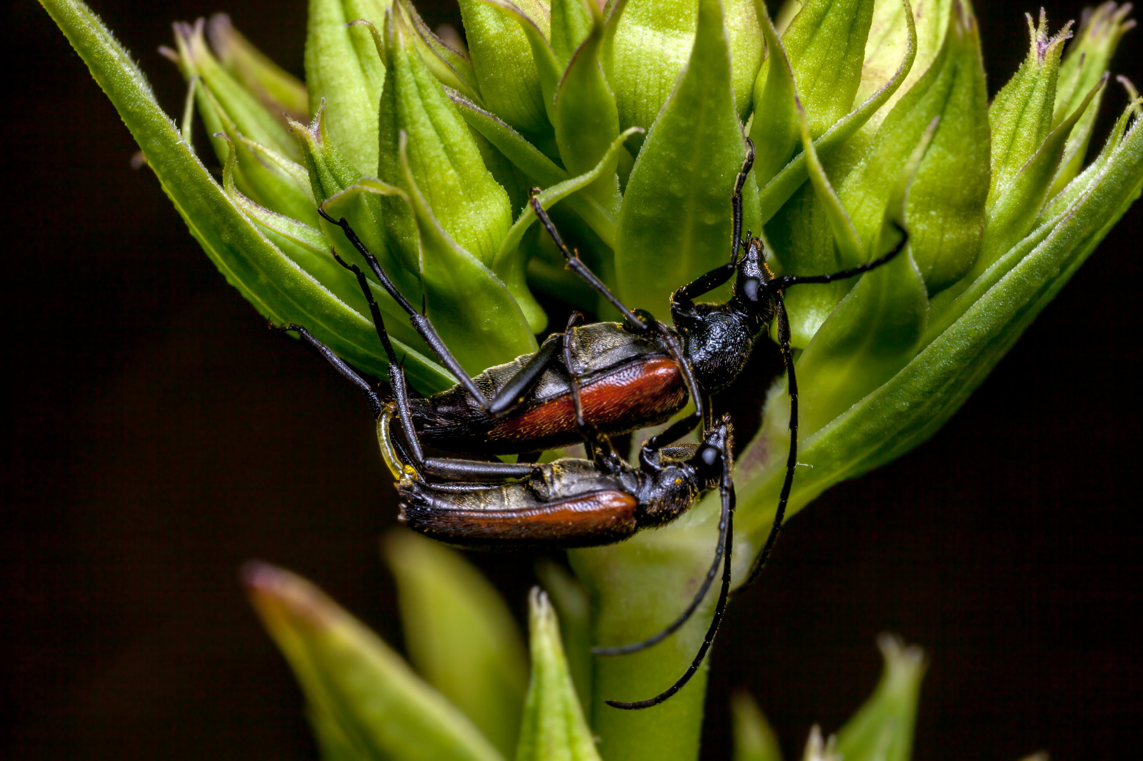 makro, Canon, canon5dmkii, canonef100mmf28usmmacro, canoneos5dmarkii, raynox, dcr250, Blitz, glassdiffusor, Meike, MK300, insekt, insekter, Bille, blackbackground, skalbagge, str l ga, giantoxeyedaisy, telekia, speciosa, bugsonbugs, parring, buggyporn