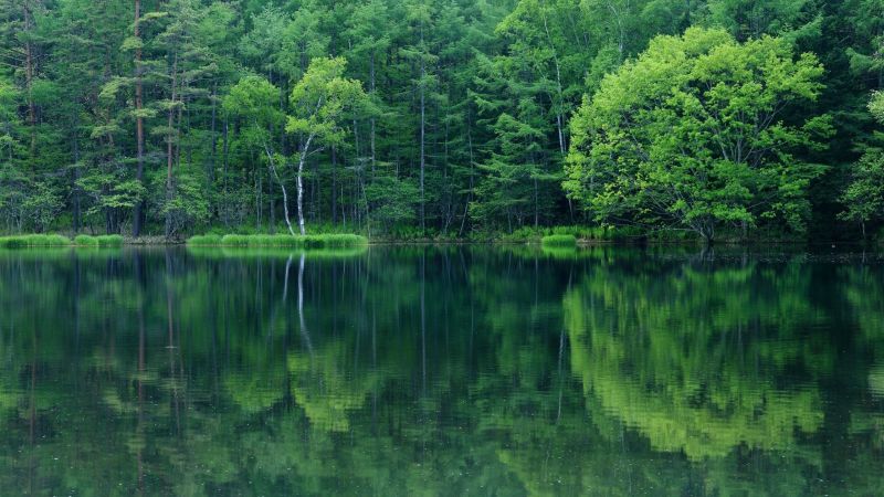 лес, озеро, природа, Размышления, Дикая местность, Зеленый лес, озеро, природа, Размышления, Дикая местность, Зеленый