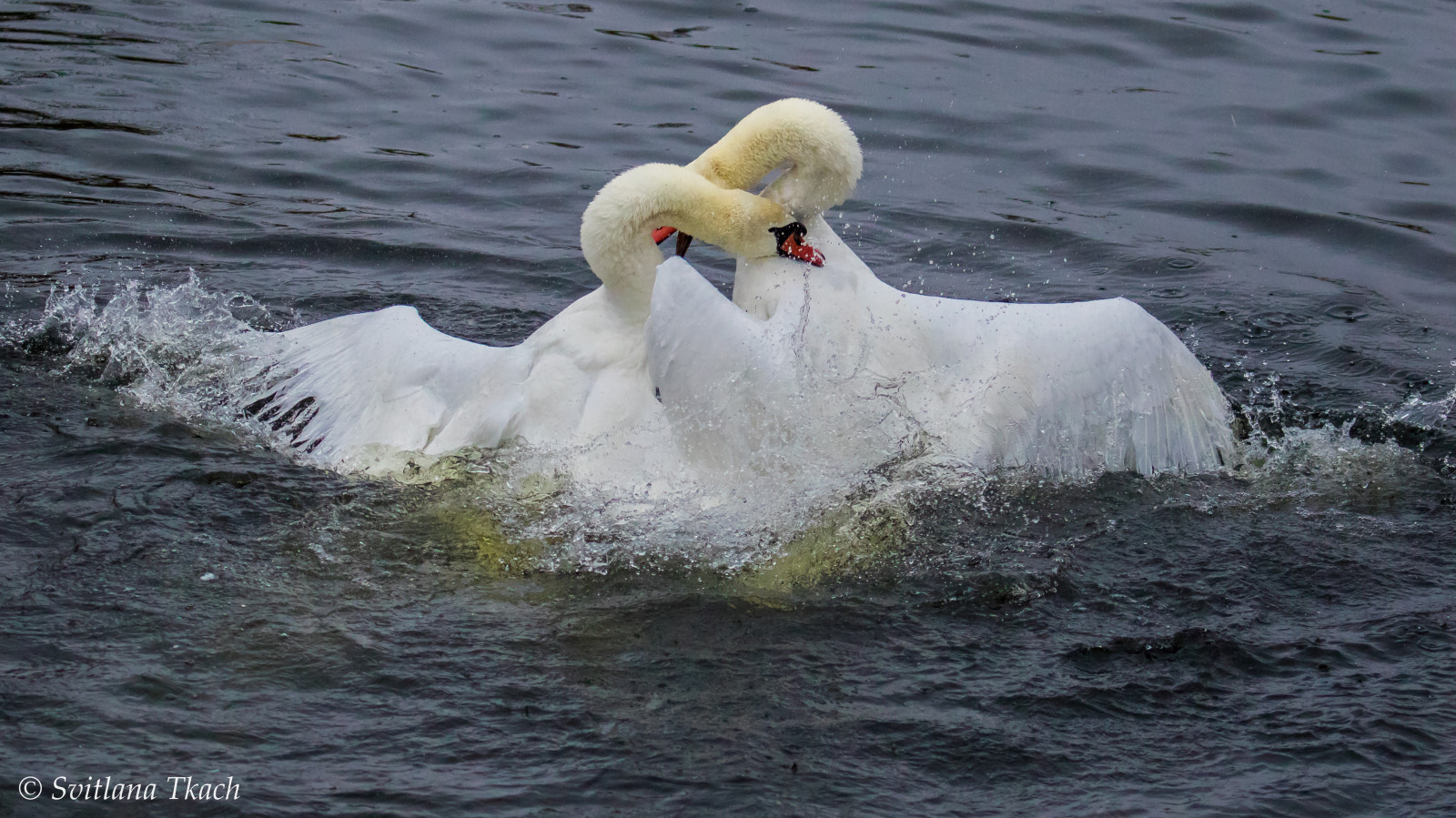 divoký, pták, ptactvo, vodní, waterbird, cygnus, olor, Ztlumit, labuť, Knopsvane, Anserinae, Svaner, anatidae, Egentlige, andefugle, Anseriformes, Aves, vést za sebou, Fugl, A, Kánon, eos, 7d, označit, ii