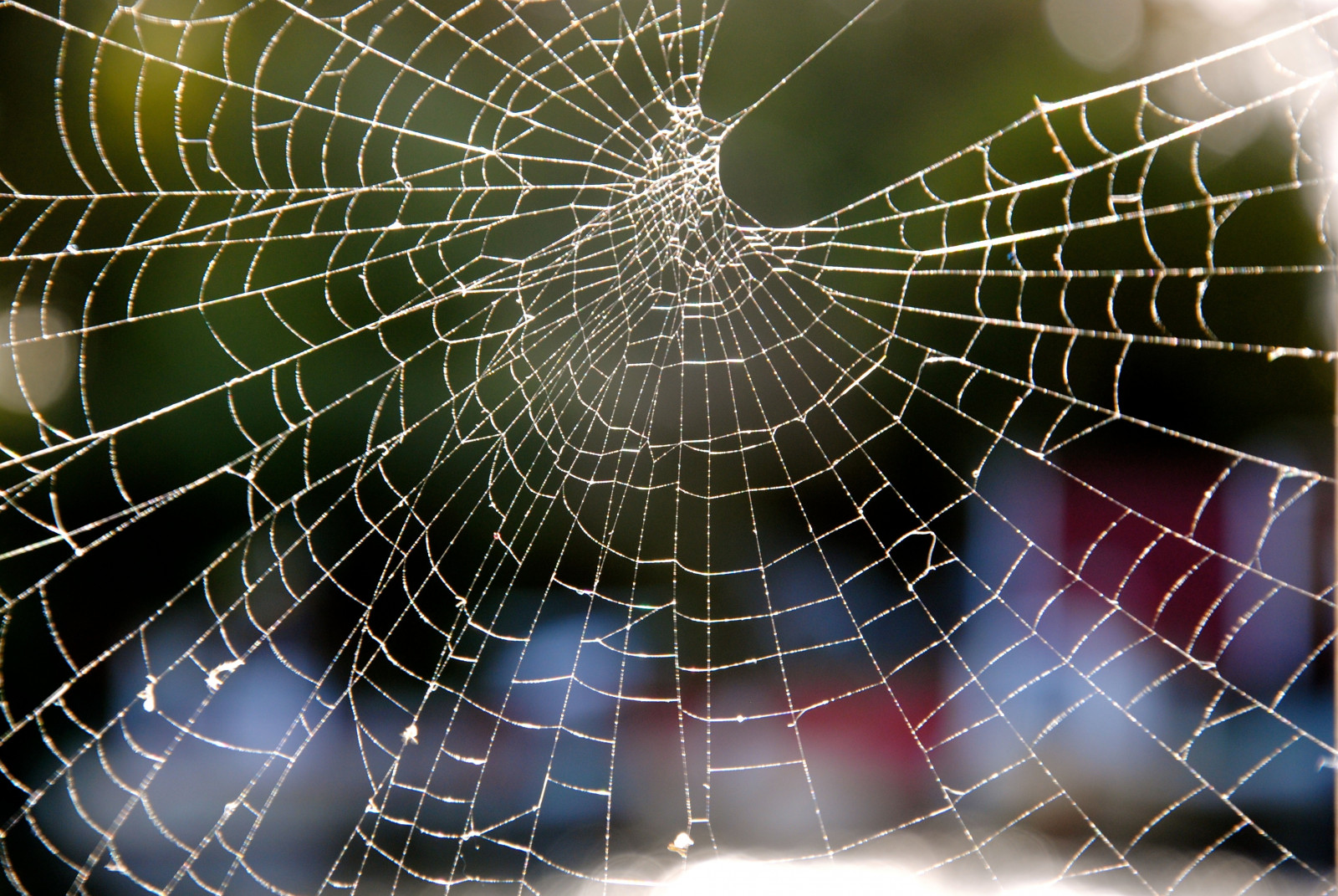 symetrie, slunce, kruh, pavouk, pavoukovec, světlo, web, materiál, pavučina, makro fotografie, bezobratlý, členovců, pavoučí síť, orb weaver pavouk, araneus