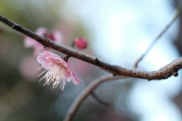 nature,flowers,plants,branch