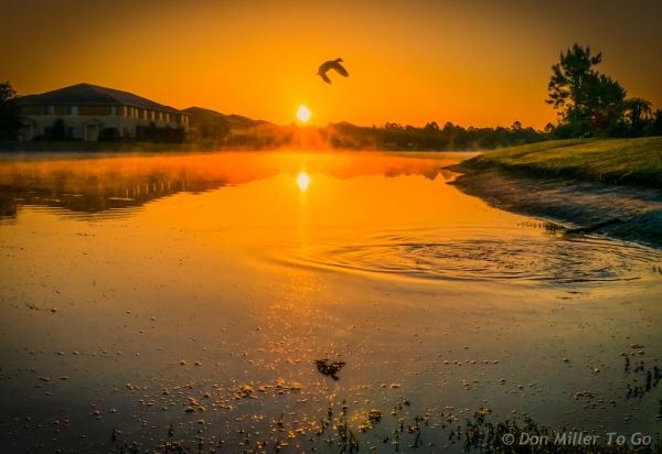 sea, water, sunlight, birds, sunset, lake