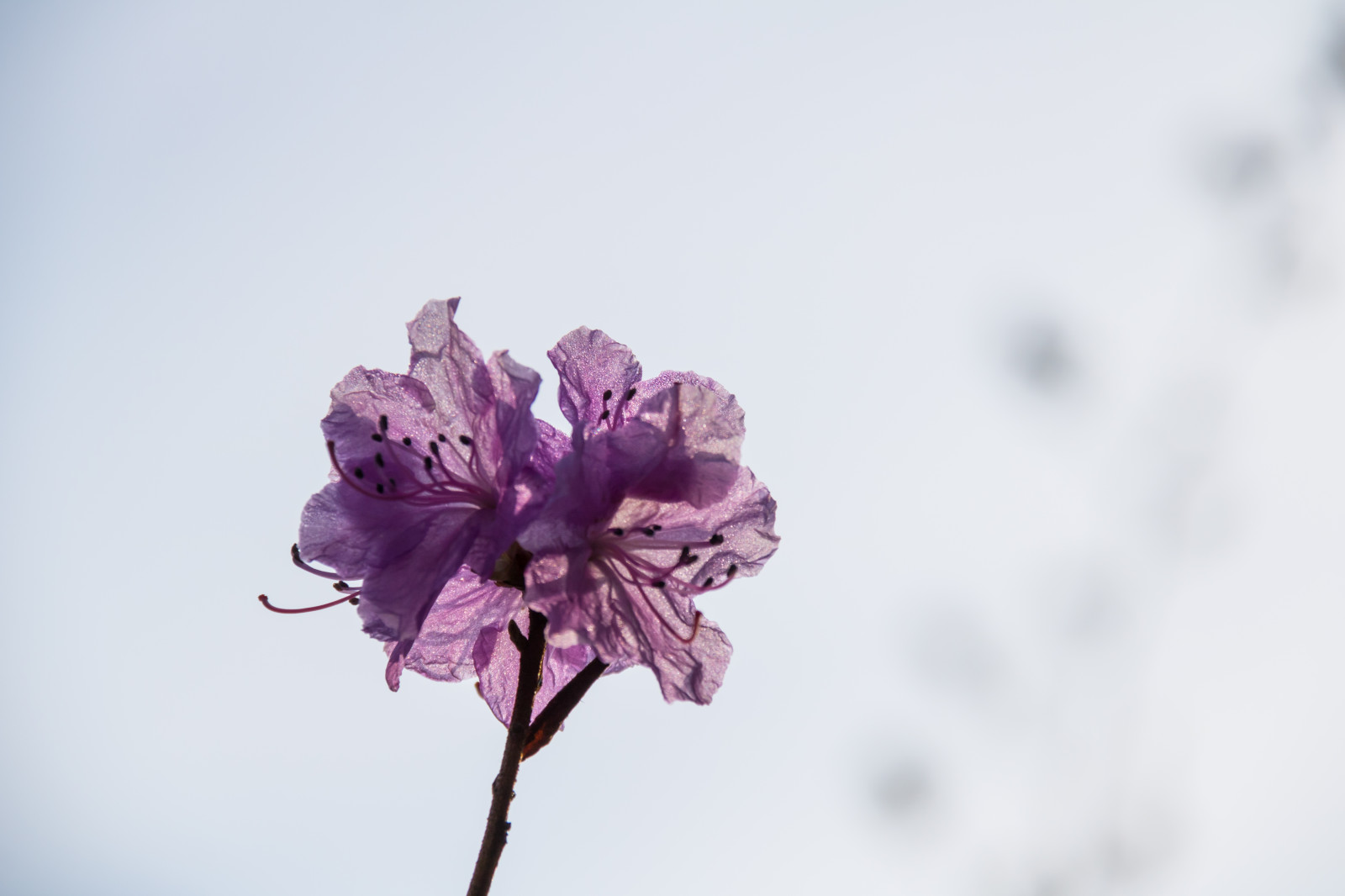 fotografia, viola, ramo, fiorire, rosa, primavera, Rododendro, foglia, fiore, pianta, stagione, flora, v r, primavera, Alnarp, petalo, blom, rosa, impianto di terra, pianta fiorita, avvicinamento, fotografia macro