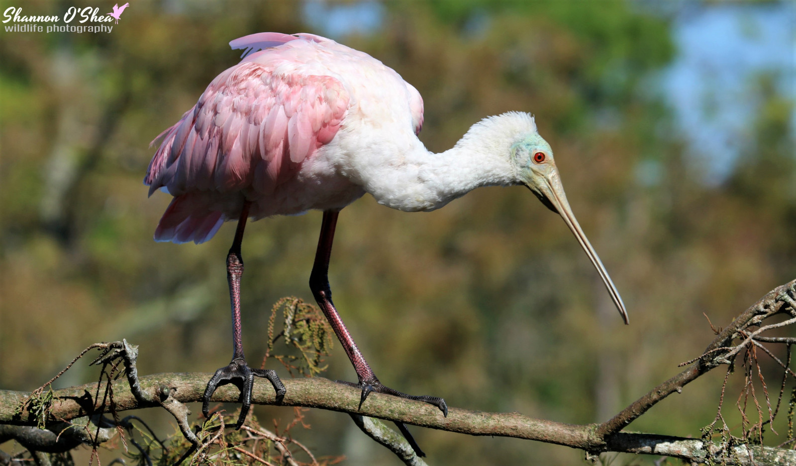 Shannonroseoshea, shannonosheawildlifephotography, shannonoshea, Shannon, roseatespoonbill, spatola, uccello, becco, piume, rosa, alligatorbreedingmarshandwadingbirdrookery, Gatorland, Orlando, Florida, flickr, wwwflickrcomphotosshannonroseoshea, natura, natura, Uccelli acquatici, ramo, alberi, cielo blu, all'aperto, all'aperto, pinklegs, occhi rossi, colorato, Canone, canoneosrebelt6i, canonrebelt6i, canont6i, eost6i, eosrebelt6i, rebelt6i, t6i, canon100400mm14556lis, fauna, gambe magre, Birdyfeet, gruppo d'alberi con nidi di corvi, explore02122017