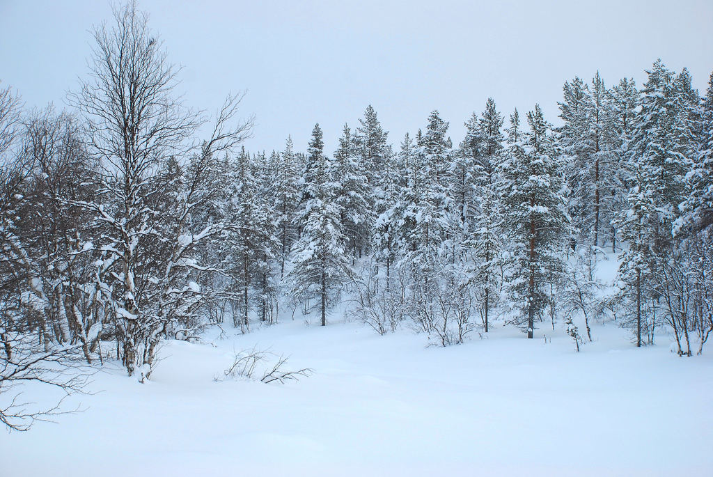 træer, landskab, Skov, hvid, natur, himmel, sne, vinter, jorden, afdeling, is, kold, sæsoner, frost, gran, verden, udvej, Nikon, fantasi, Europa, Arctic, gran, Finland, Fryser, nåletræ, Nord, vinkel, Evergreen, Sky, smuk, træ, landskab, rejse, flickr, skønhed, saariysqualitypictures, mygearandme, Massif, helligdage, farver, fyrretræ, klassisk, snestorm, bedst, mygearandmepremium, mygearandmebronze, mygearandmesilver, mygearandmegold, nikond80, vedplante, økosystem, biom, vinter storm, fyr familie, unlimitedinspirations, Ivalo, pineforest, igloovillage, iglooglasshotel, spruce fir forest