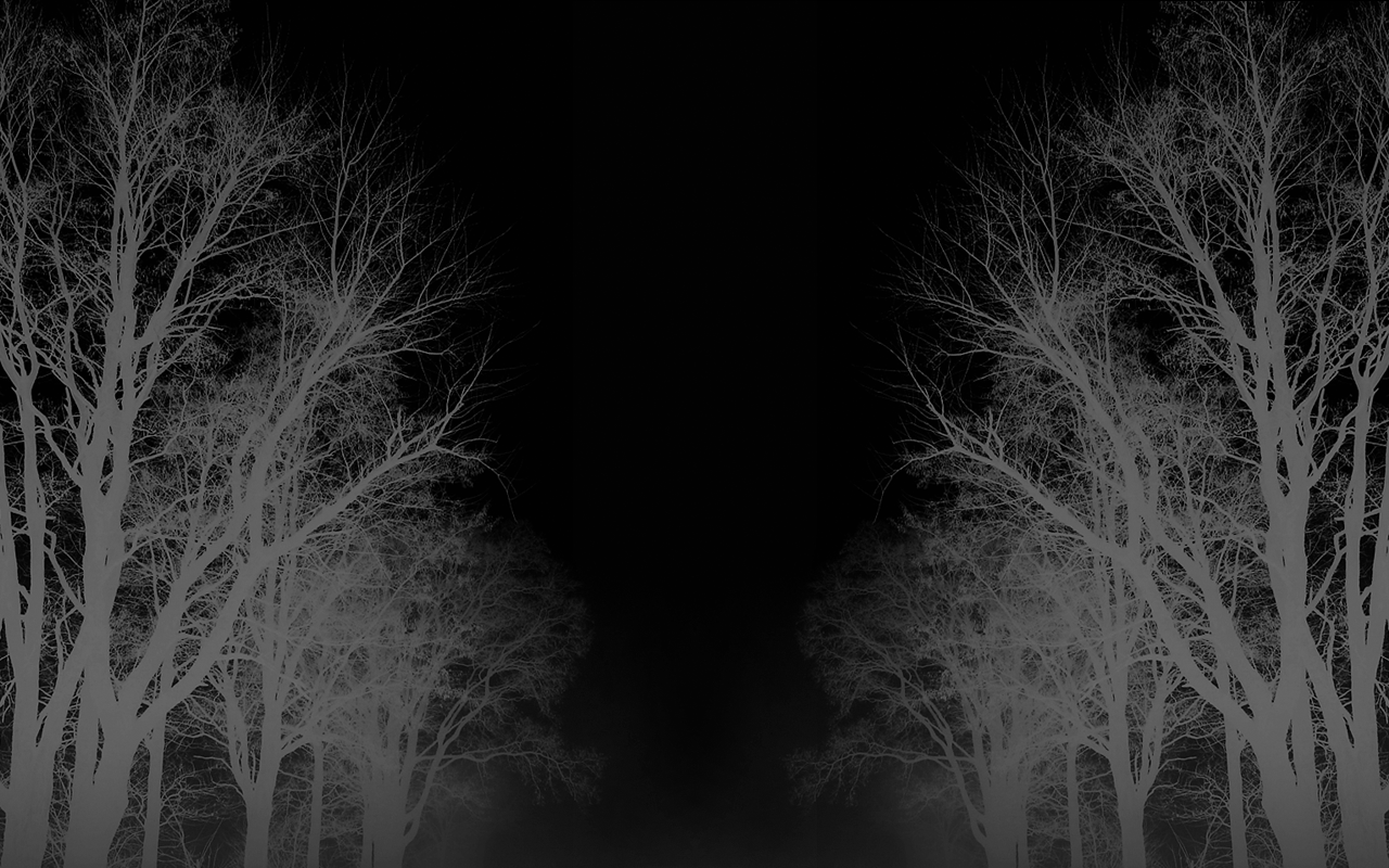 sollys, træer, sort, monokrom, mørk, nat, natur, græs, fotografering, afdeling, lys, træ, plante, mørke, atmosfærisk fænomen, sort og hvid, monokrom fotografering, vedplante