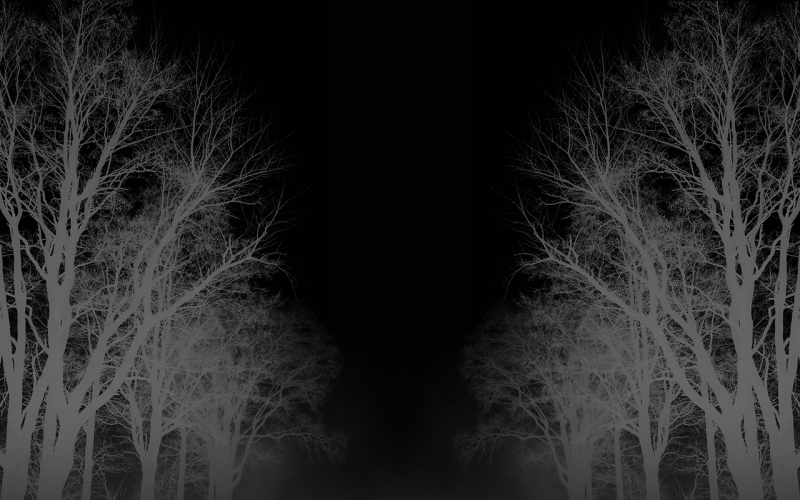 luce del sole, alberi, nero, monocromo, buio, notte