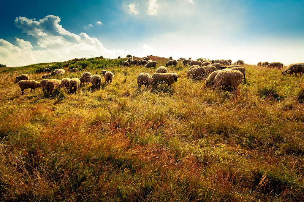 степи узбекистана. степь пастбище. овцеводство в степи и лесостепи в россии. степь пастбище. чабан калмыкия.