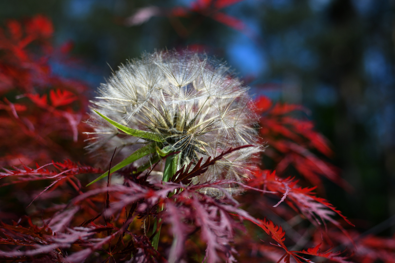natur, rød, mælkebøtte, japanske ahorn, træ, efterår, blad, blomst, plante, flora, wildflower, botanik, jord plante, blomstrende plante, tæt på, makrofotografering, torne pigge og torne, fnug