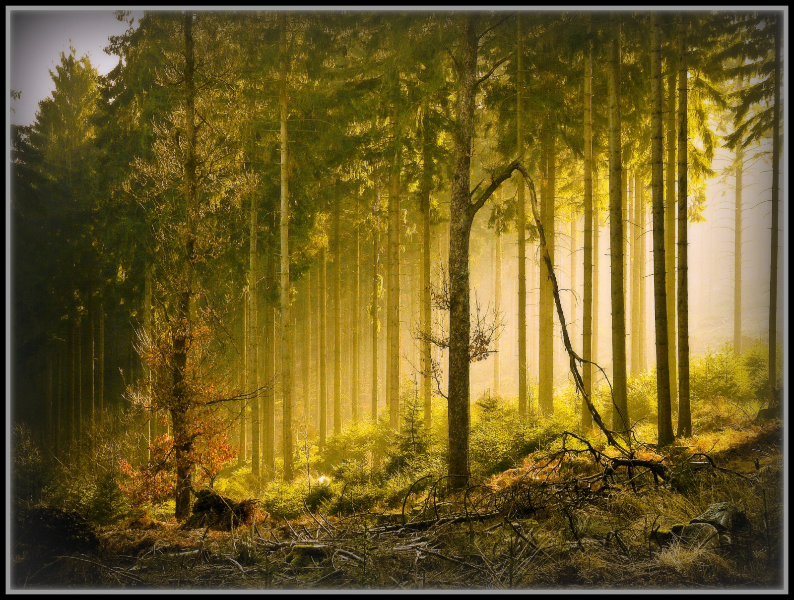 slunečnímu záření, malování, les, Příroda, dřevo, větev, zelená, ráno, Německo, slunce, textura, bříza, kolínská, strom, podzim, list, rostlina, elitegalleryaoi, flickrplatinum, abigfave, bestcapturesaoi, aplusphoto, golddragon, platinumphoto, blueribbonwinner, goldstaraward, megashot, Oberberg, platinumsuperstar, zálesí, themoulinrouge, flickrenvy, passionphotography, sunray, alemdagqualityonlyclub, adoublefave, místo výskytu, přírodní prostředí, atmosférický jev, botanika, dřevina, moderní umění