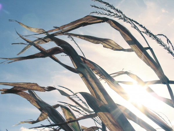 sunlight,nature,fall,sky,winter,branch