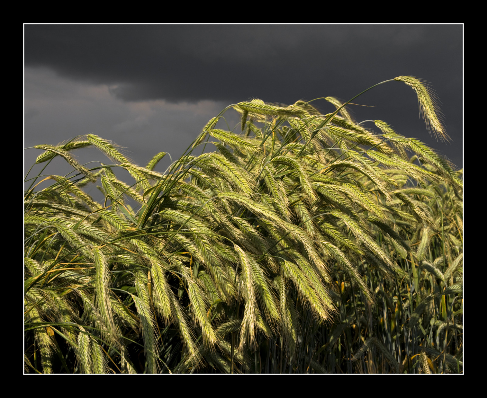 Снимки, светлина, сянка, лято, небе, кафяв, слънце, черно, Skye, зелен, природа, поле, дъжд, облаци, тъмен, пейзаж, светлини, Licht, Nikon, рай, следобед, снимка От, DOF, Sommer, зърно, Himmel, wolken, Лайпциг, Гелб, планета, заобикаляща среда, гръмотевична буря, Grun, Braun, Blau, Ландшафт, Sonne, gewitter, Schatten, Шварц, Regen, Картини, Korn, Акер, Erde, naturesfinest, nachmittag, d90, photografer, naturethroughthelens, mygearandme