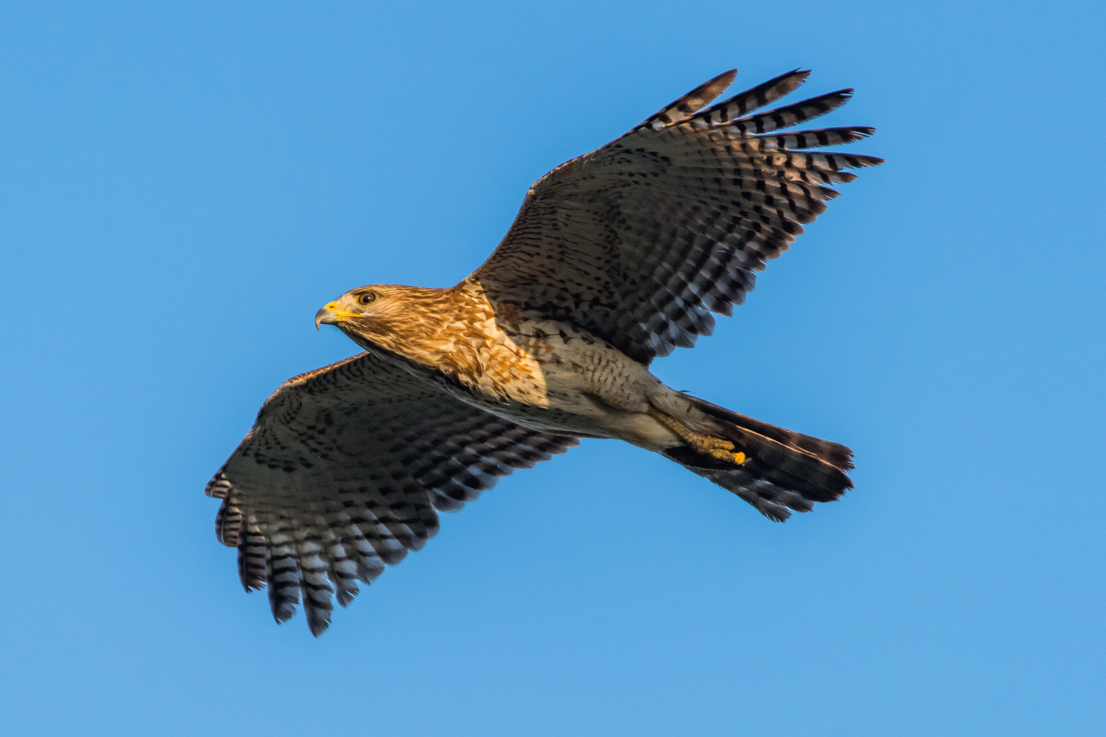 Roadside raptor takes a downward turn - BirdGuides