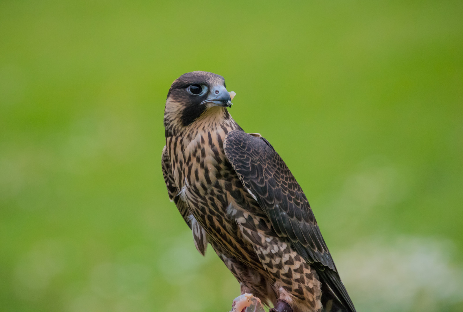 Volně žijících živočichů, dravý pták, Dánsko, zobák, Sokol, pták, jestřáb, birdofprey, Danmark, exif modelu canoneos760d, geocountry, Kamera aby kánon, geocity, Model fotoaparátu canoneos760d, geostate, geolocation, EXIF otvor 56, exif aby kánon, exif isospeed 3200, EXIF ef70300mmf456lisusm čočka, exif focallength 300mm, rovf gel, falkonerg rden, falkonergaarden, Falk, falcocherrug, lannerfalcon, falcobiarmicus, slagfalk, lannerfalk, káně, křídlo, fauna, prohlížení pták, obratlovců, zblízka, Accipitriformes