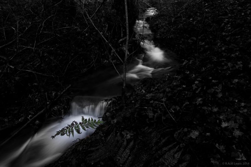 sunlight,black,monochrome,nature,forest,night