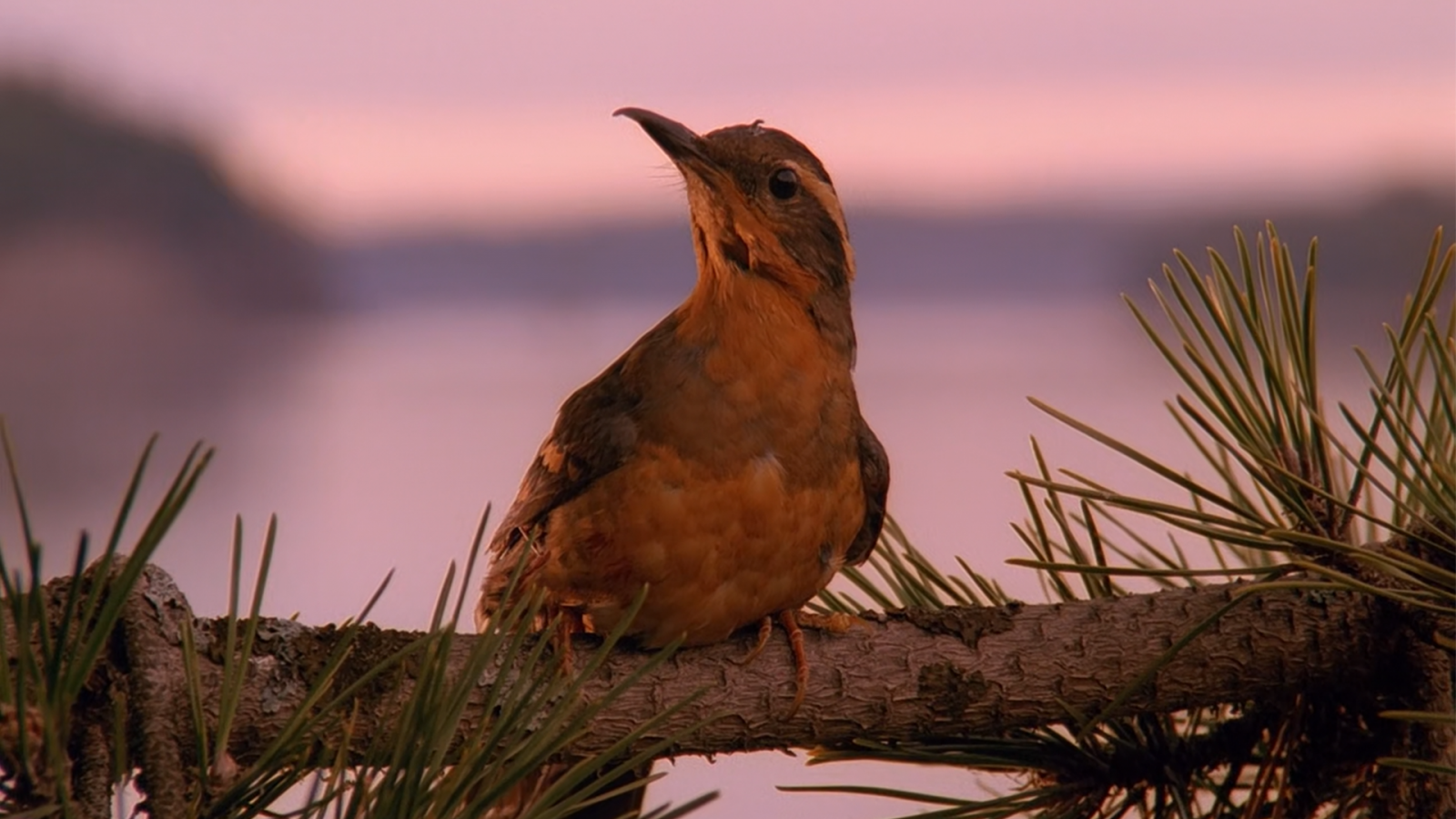 twin peaks, fugle, natur, fjernsyn, David Lynch