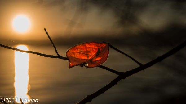 Japan,sunlight,fall,sunset,nature,red