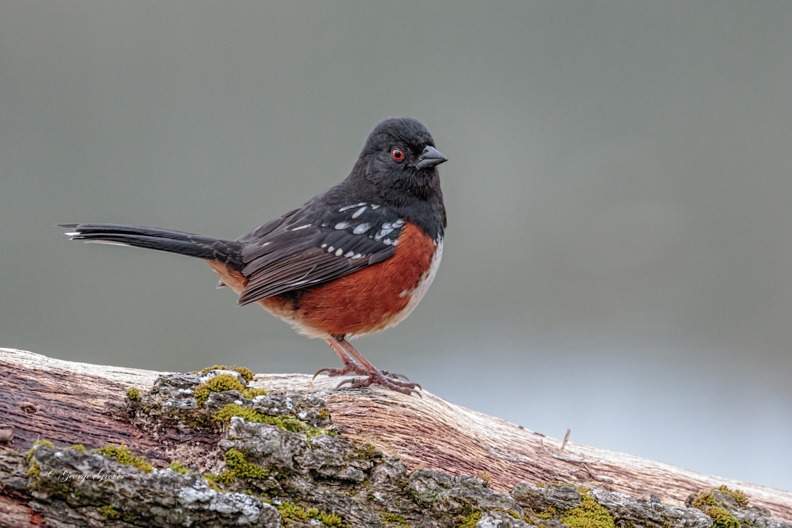 ptactvo, Příroda, Volně žijících živočichů, zobák, pták, pěnkava, červenka, fauna, prohlížení pták, obratlovců, Cinclidae, Emberizidae, towhees, zpěvní ptáci, spottedtowhees, ef100400mmf4556lisiiusm