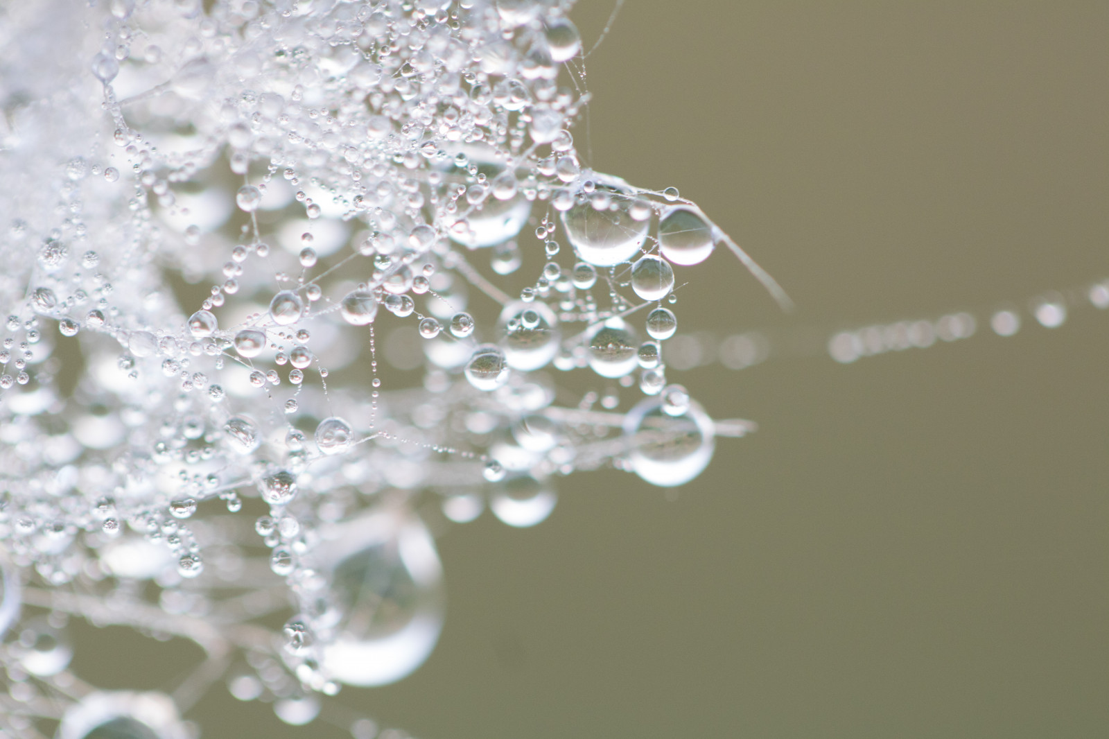 bílý, voda, Příroda, odraz, větev, mráz, vzor, rosa, zmrazení, list, květ, pokles, vatten, natur, spindeln t, kapička, s dersl tt, reflektion, exif modelu canoneos760d, geocountry, Kamera aby kánon, geocity, Model fotoaparátu canoneos760d, geostate, geolocation, exif aby kánon, m nster, exif focallength 100mm, EXIF ef100mmf28lmacroisusm čočka, Dagg, n t, exif isospeed 640, EXIF otvor 28, okvětní lístek, vattendroppe, větvička, zblízka, makro fotografie, vlhkost