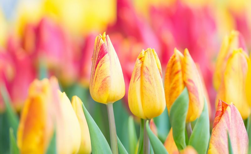 warna-warni, bunga-bunga, tanaman, tulip warna-warni, bunga-bunga, tanaman, tulip
