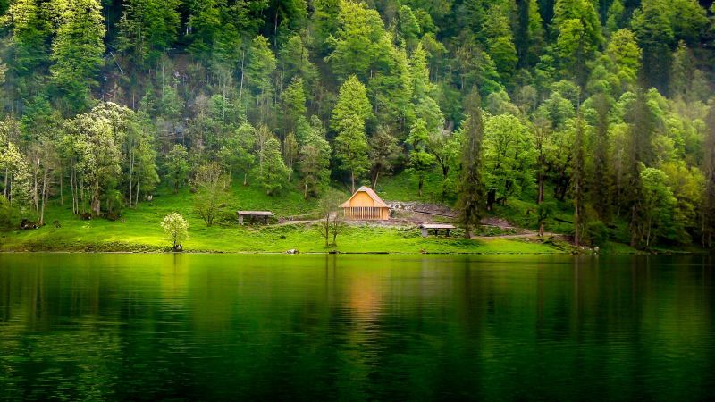 stromy, krajina, les, jezero, voda, Příroda stromy, krajina, les, jezero, voda, Příroda