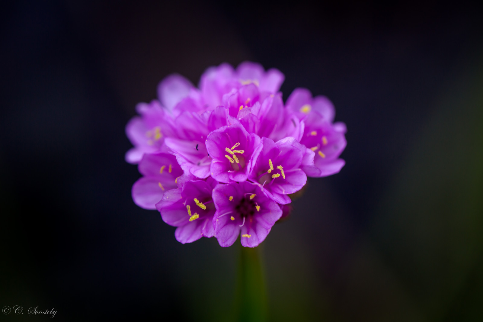 květiny, květ, makro, červen, detailní, Kánon, nachový, ngc, npc, šetrnost, Rekkevik, Larvik, Seathrift, markiii, ef100mm, Strandnellik, Fj rekoll, Pinkthrift, canon5dmarkiii, ef100mmf28lmacroisusm, Hinnebergfamilien