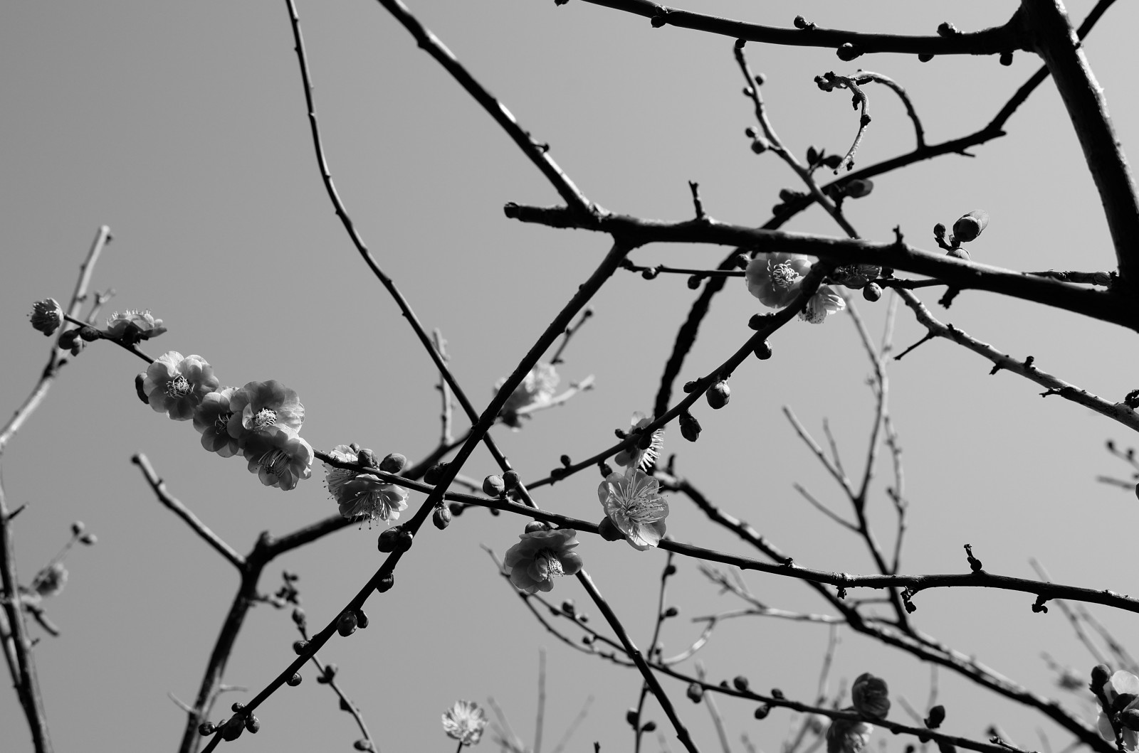 Japonsko, černobílý, ostnatý drát, zima, větev, plot, jaro, Leica, Tokio, zmrazení, jp, strom, list, květ, švestka, UME, čára, T, Ikegami, japaneseapricot, leicat, summicront235, Summicron, t235, ikagamiplumpark, větvička, Černý a bílý, monochromatické fotografování, prohlížení pták, outdoor struktura, drátěné pletivo