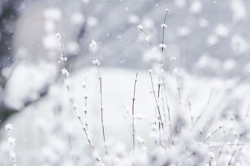 agua, natureza, Plantas, monocromático, Profundidade de campo, neve