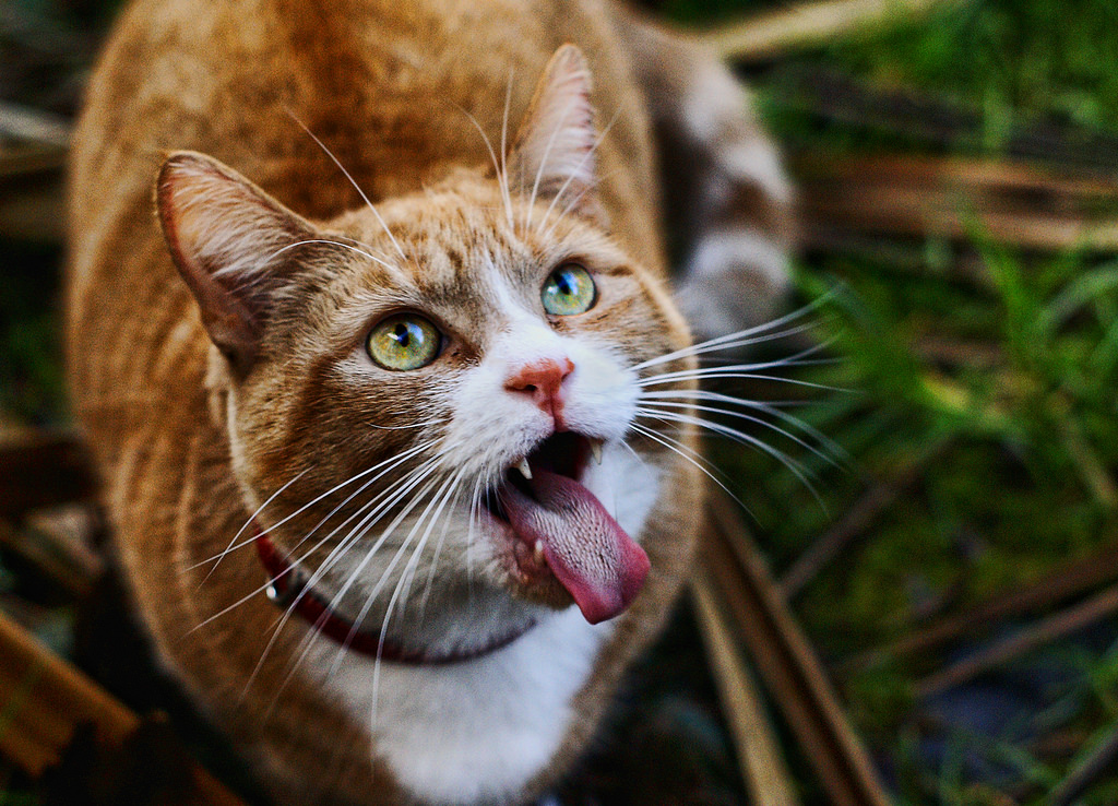 Wallpaper white, cute, green, tongue, cat, ginger, eyes, dof, close