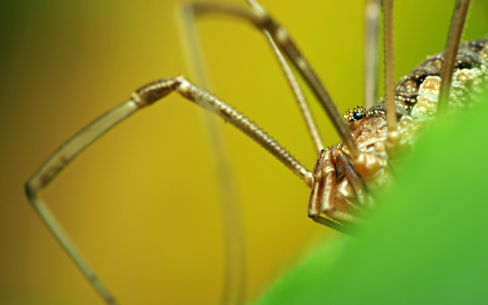 wallpaper-spider-legs-insect-grass-close-up-1920x1200