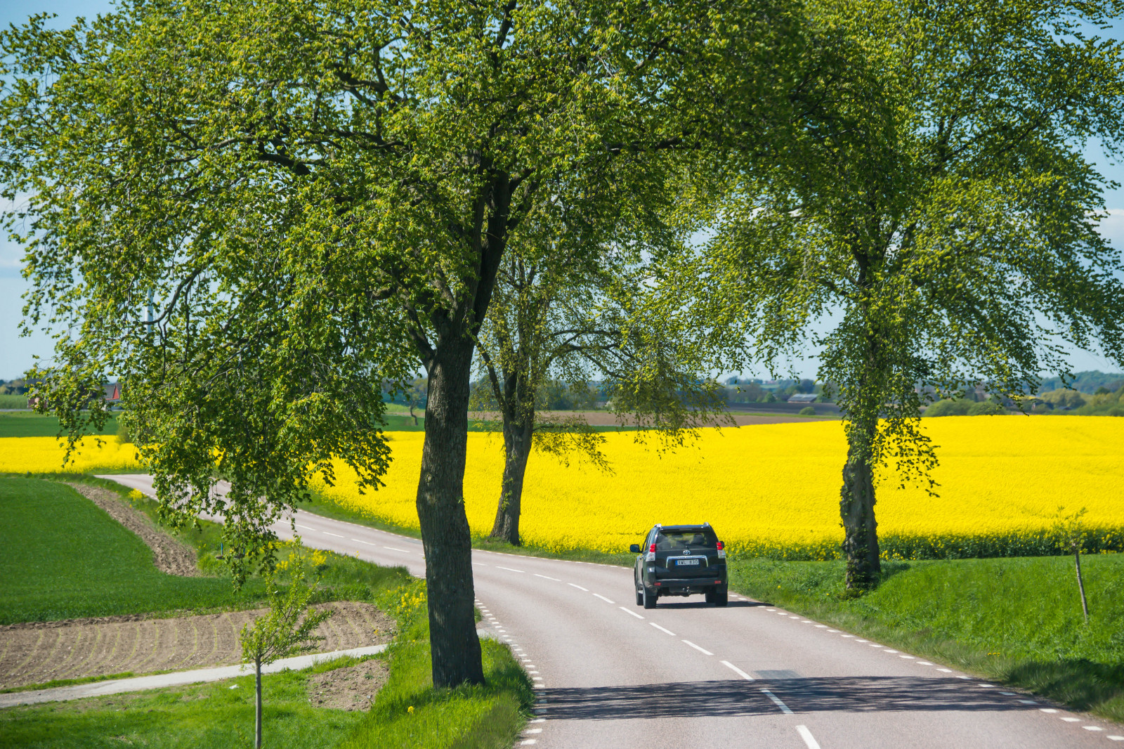krajina, auto, pole, silnice, žlutý, asfalt, strom, květ, rostlina, sk ne, venkov, nárazy, bil, f lt, landskap, řepka, rapefield, VAG, trávník, venkov, dřevina