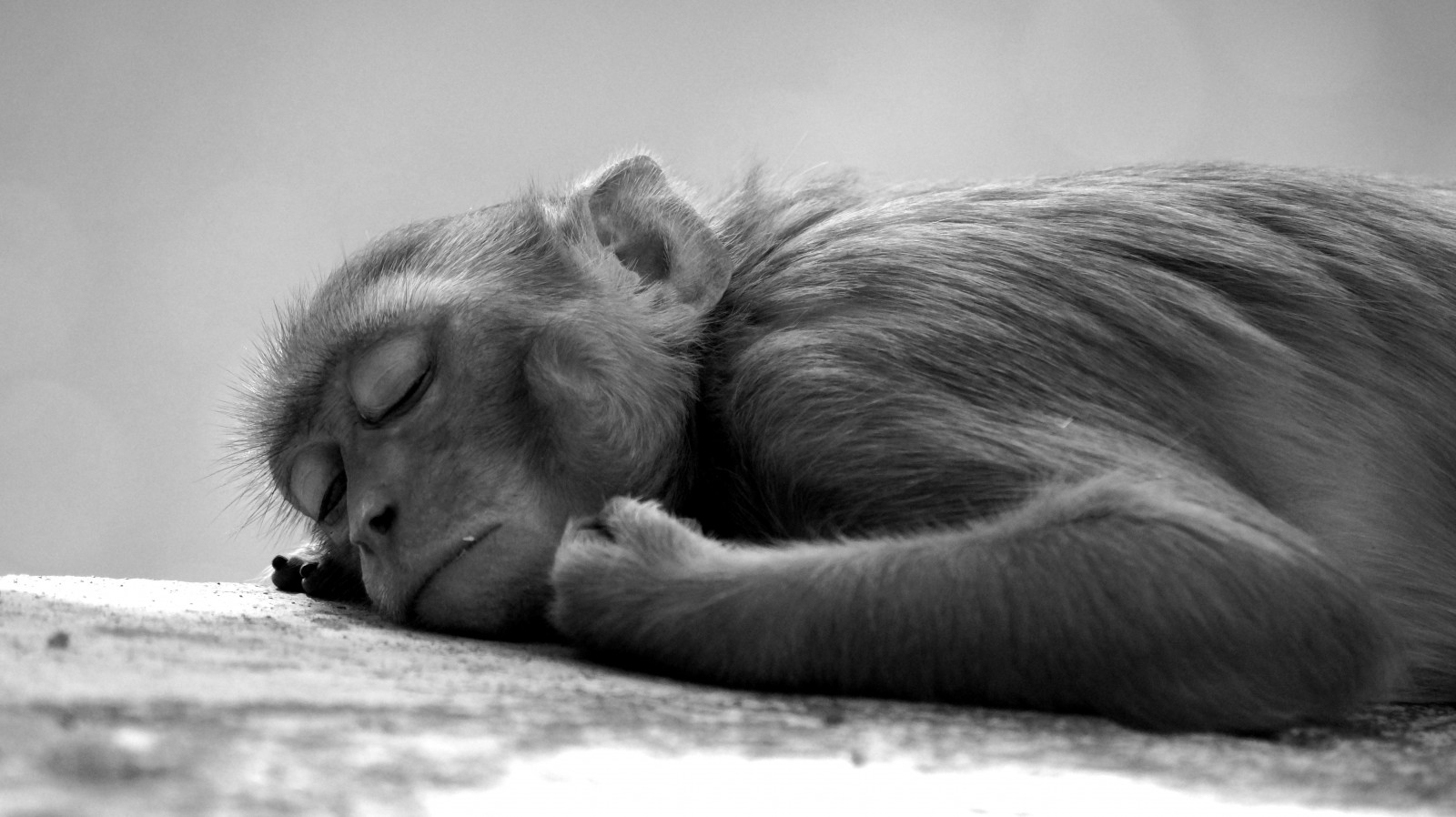 Wallpaper black and white, fauna, mammal, wildlife, macaque