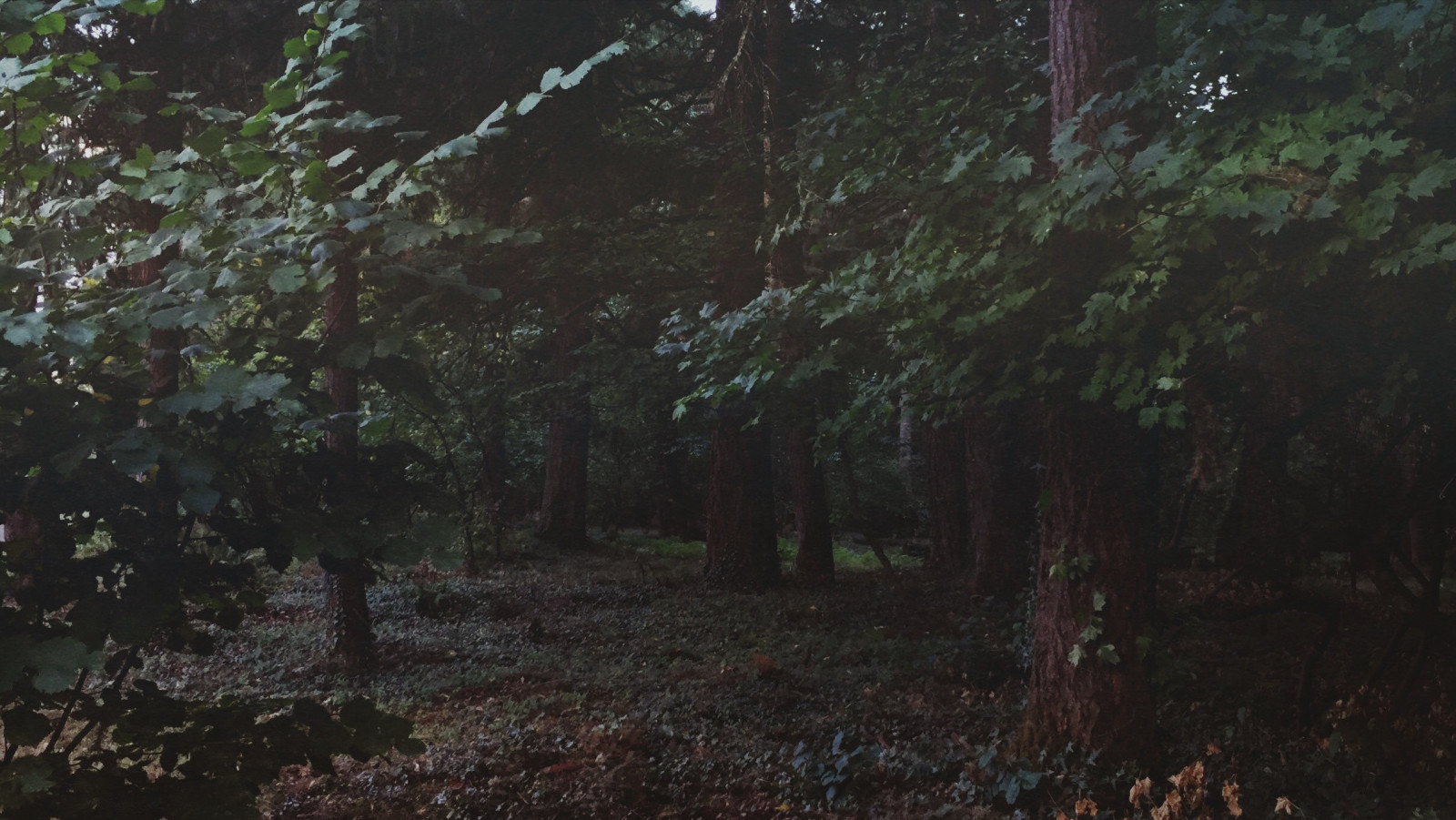 แสงแดด, ต้นไม้, ป่า, ธรรมชาติ, เช้า, กรอง, ป่า, ป่าฝน, ต้นไม้, ฤดูใบไม้ร่วง, ใบไม้, ปลูก, ฤดู, ความมืด, ป่าไม้, เขตชนบท, ถิ่นที่อยู่, สภาพแวดล้อมทางธรรมชาติ, ปรากฏการณ์บรรยากาศ, ไม้ยืนต้น