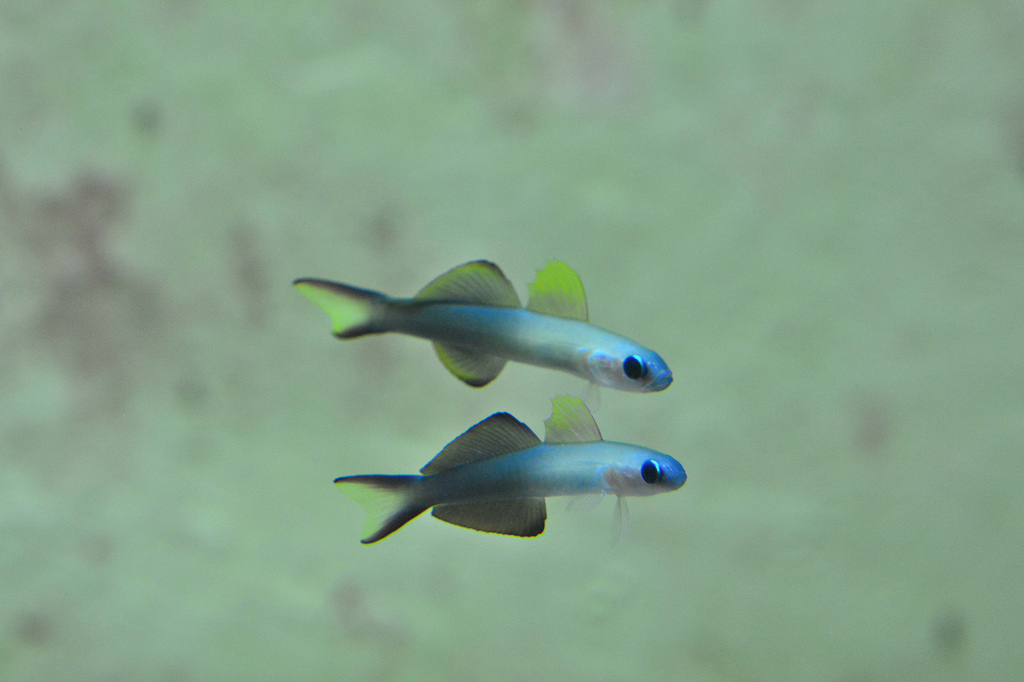 Wallpaper : fish, sea, ca, isda, peixe, fisch, ikan, piscis, poisson ...