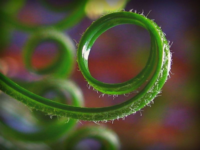 macro,bokeh,kaos2,Esplorare,sagopalm,clematisbokeh